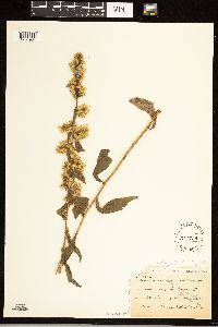 Solidago hispida image