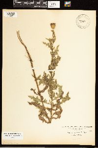 Cirsium arvense image