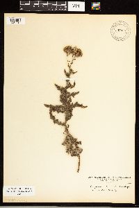 Cirsium arvense image