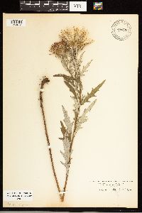 thumbnail image of current specimen