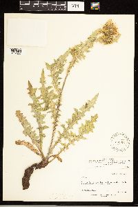 Cirsium clavatum var. americanum image