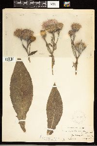 Cirsium altissimum image