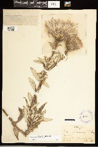 Cirsium altissimum image