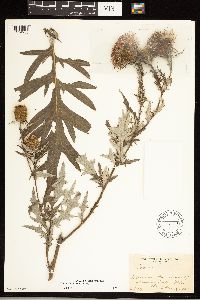 Cirsium altissimum image