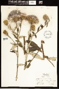 Cirsium altissimum image