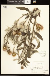 Cirsium altissimum image