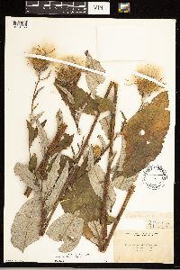 Cirsium altissimum image