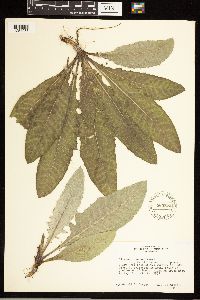 Cirsium altissimum image