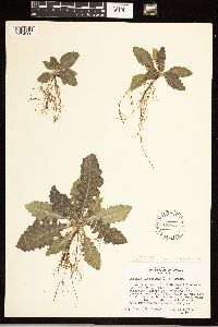 Cirsium altissimum image