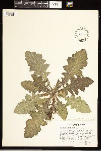 Cirsium altissimum image