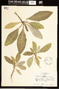 Cirsium altissimum image