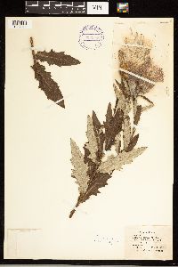 Cirsium altissimum image