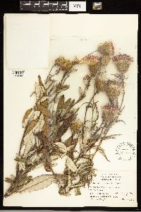 Cirsium altissimum image