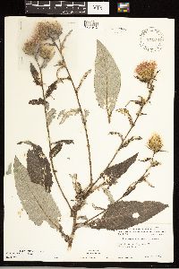 Cirsium altissimum image