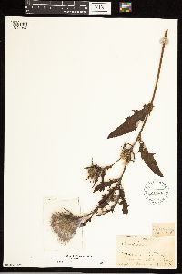 Cirsium altissimum image
