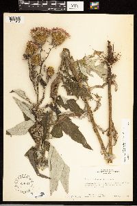 Cirsium altissimum image