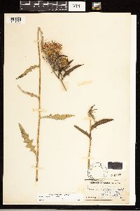 Cirsium altissimum image