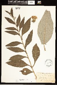 Cirsium altissimum image