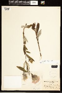 Cirsium altissimum image