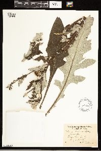 Cirsium altissimum image