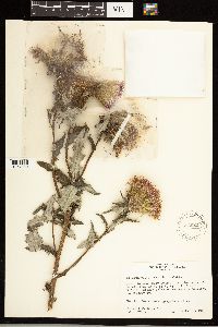 Cirsium altissimum image