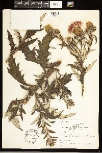 Cirsium altissimum image