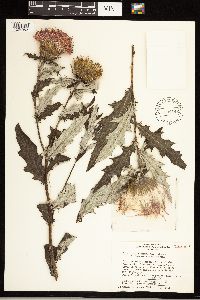 Cirsium altissimum image