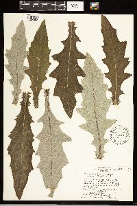 Cirsium altissimum image