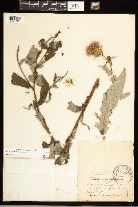 Cirsium altissimum image