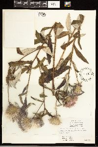 Cirsium altissimum image