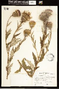 Cirsium altissimum image