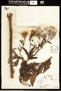 Cirsium altissimum image