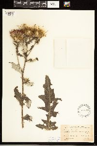 Cirsium altissimum image
