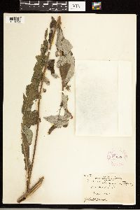 Cirsium altissimum image