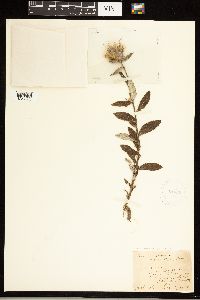Cirsium altissimum image