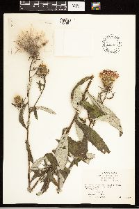 Cirsium altissimum image