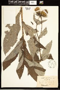 Cirsium altissimum image