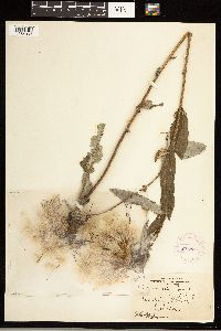 Cirsium altissimum image