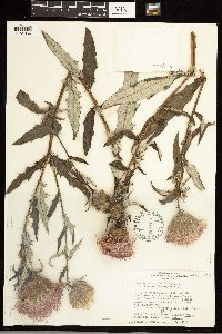 Cirsium altissimum image