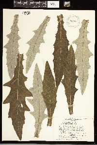 Cirsium altissimum image