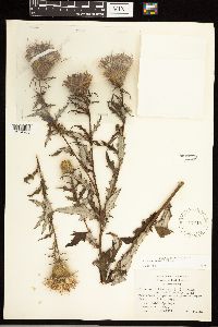 Cirsium altissimum image