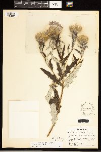 Cirsium altissimum image