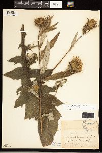 Cirsium altissimum image