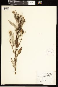 Cirsium altissimum image
