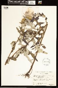 Cirsium altissimum image