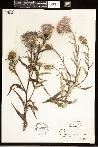 Cirsium altissimum image