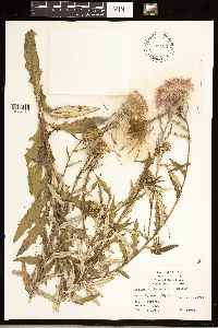 Cirsium altissimum image