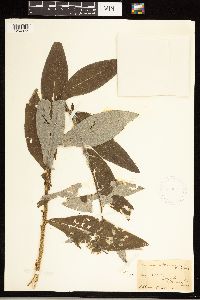 Cirsium altissimum image