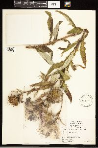 Cirsium altissimum image