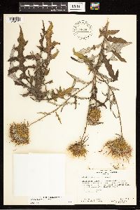 Cirsium altissimum image